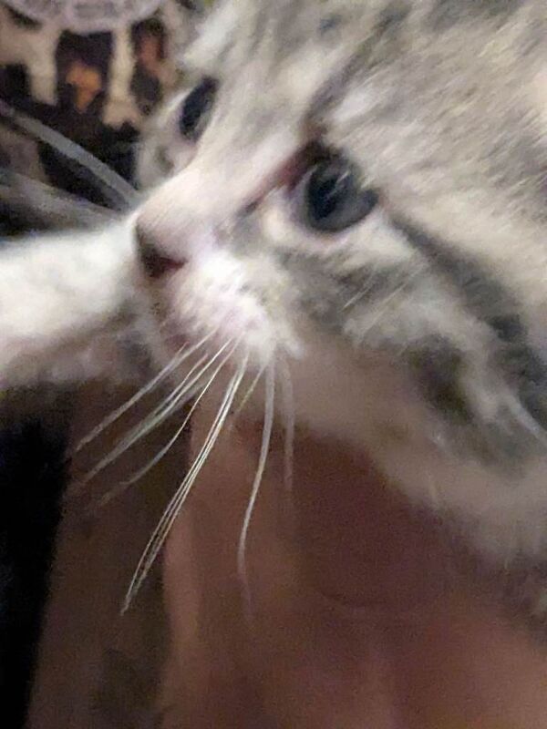 Kittens male and female ragdoll for sale - Image 4 of 4
