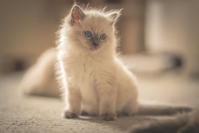 Kittens Ragdoll for sale in Wester Hailes, City of Edinburgh