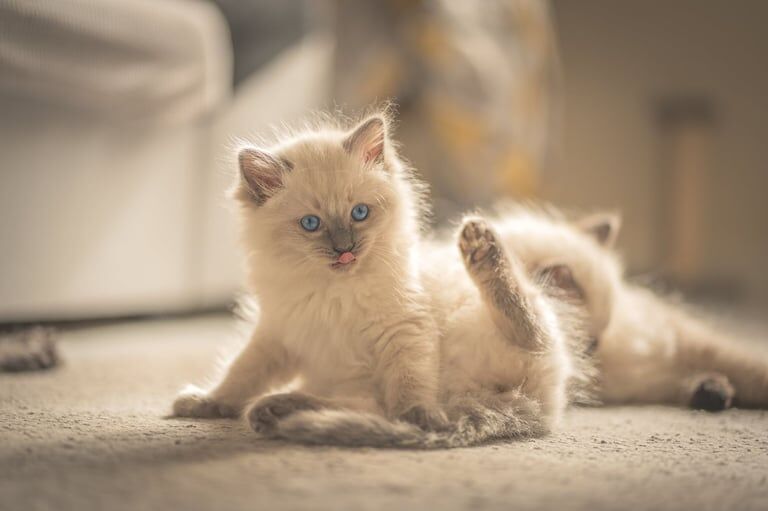 Kittens Ragdoll for sale in Wester Hailes, City of Edinburgh - Image 2