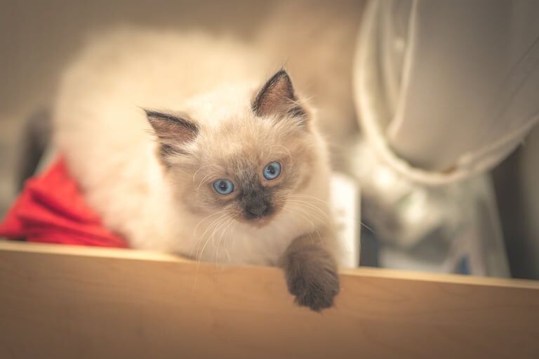 Kittens Ragdoll for sale in Wester Hailes, City of Edinburgh - Image 3