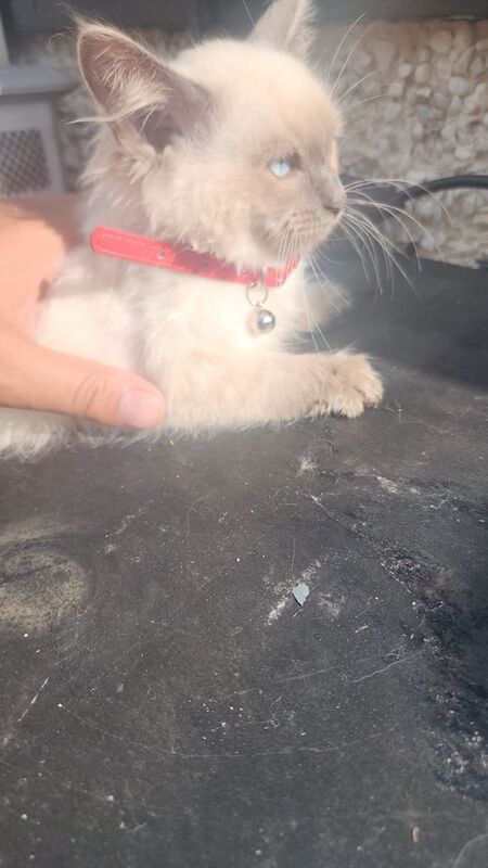 Ragdoll kittens for sale in Keighley, West Yorkshire – 11 weeks old