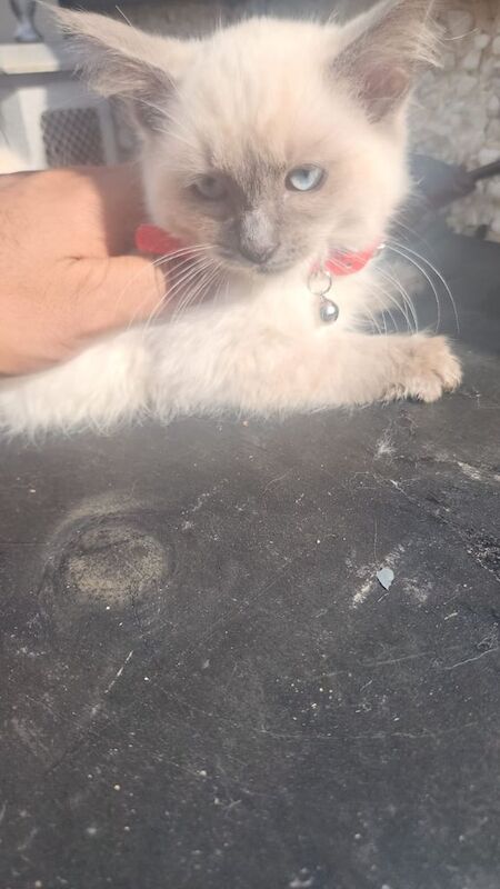 Ragdoll kittens for sale in Keighley, West Yorkshire – 11 weeks old - Image 2 of 3