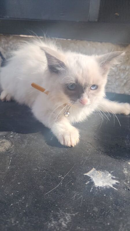 Ragdoll kittens for sale in Keighley, West Yorkshire – 11 weeks old - Image 3 of 3