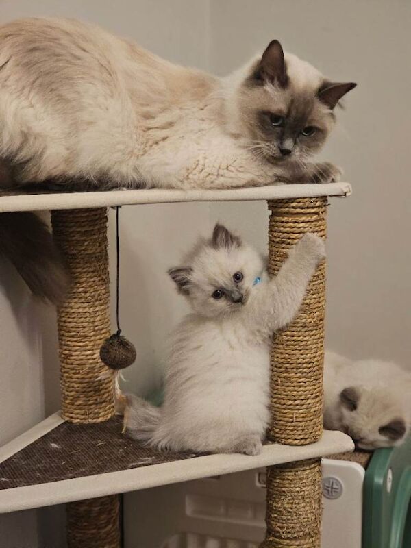 Ragdoll kittens for sale in Milngavie, Dunbartonshire β 7 weeks old
