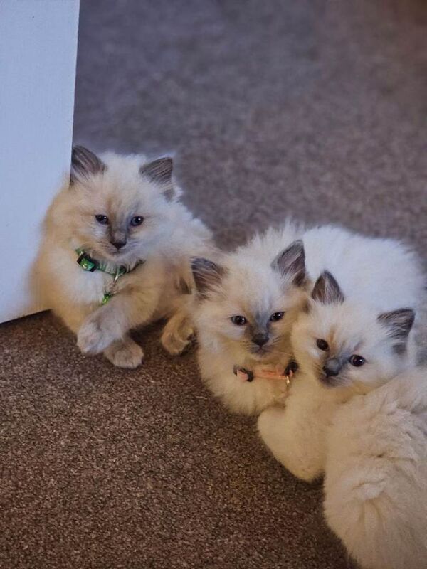 Ragdoll kittens for sale in Milngavie, Dunbartonshire – 7 weeks old - Image 2 of 4