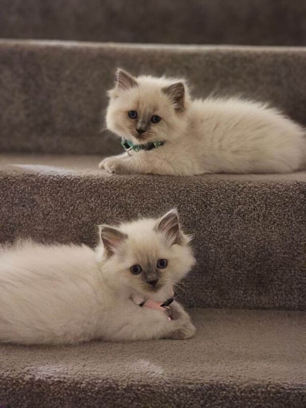 Ragdoll kittens for sale in Milngavie, Dunbartonshire – 7 weeks old - Image 3 of 4