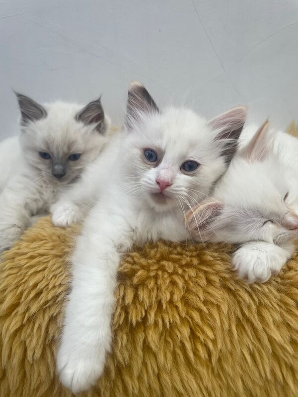 Ragdoll kittens for sale in Barnet, Greater London – 8 weeks old