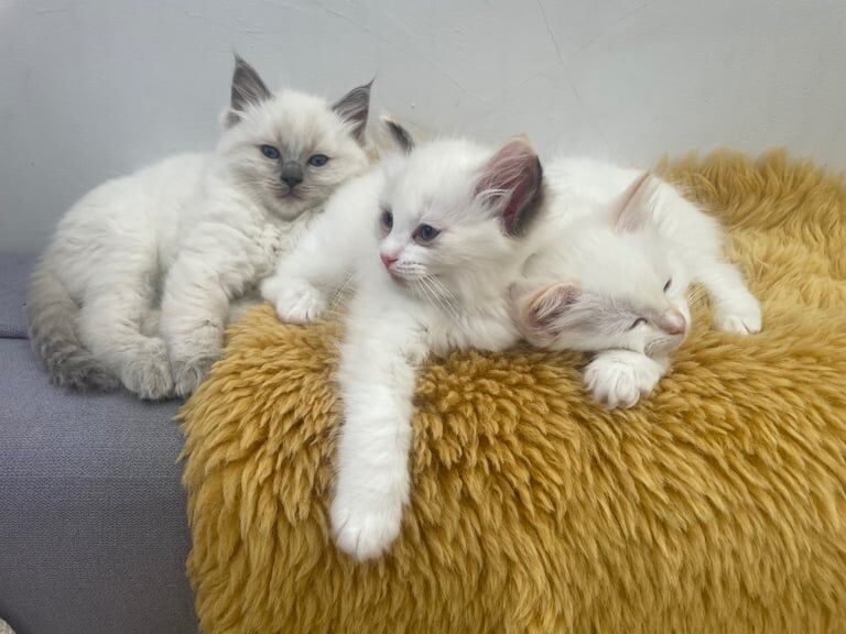 Ragdoll kittens for sale in Barnet, Greater London – 8 weeks old - Image 2 of 3