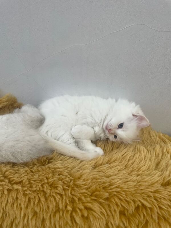 Ragdoll kittens for sale in Barnet, Greater London – 8 weeks old - Image 3 of 3