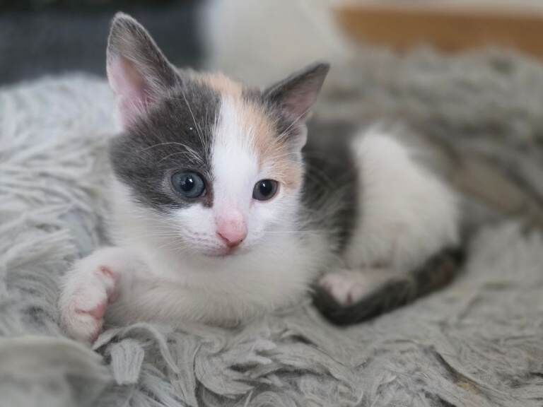Ragdoll Kittens For Sale
