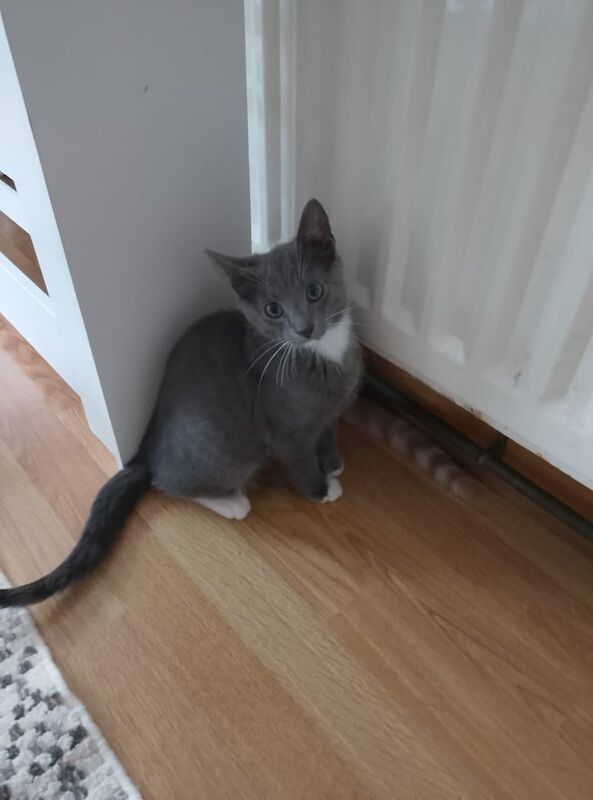 Blue Ragdoll kittens for sale in Bangor, County Down – 11 weeks old