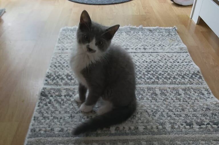 Ragdoll kittens for sale in Bangor, County Down – 11 weeks old - Image 2 of 3