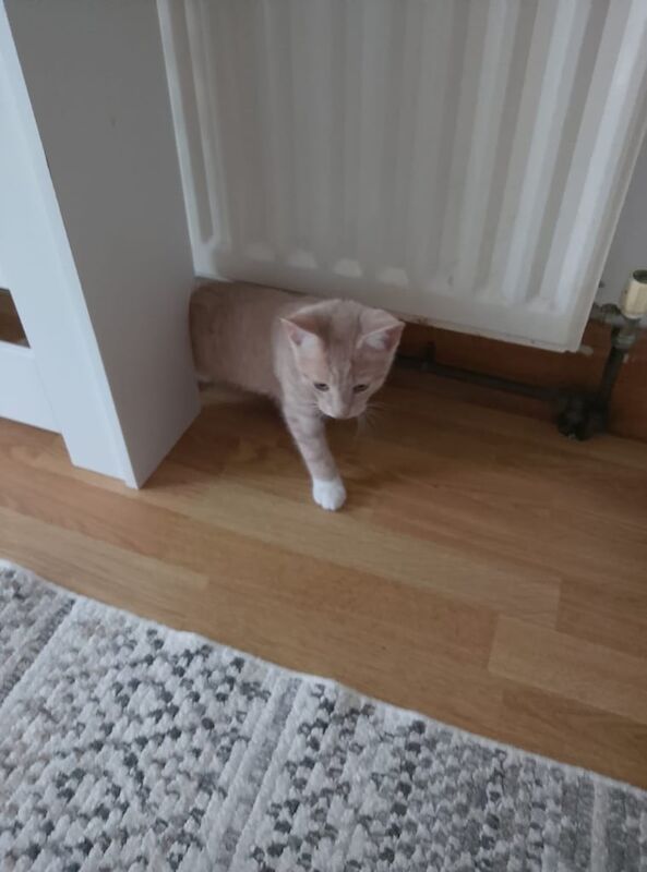 Ragdoll kittens for sale in Bangor, County Down – 11 weeks old - Image 3 of 3