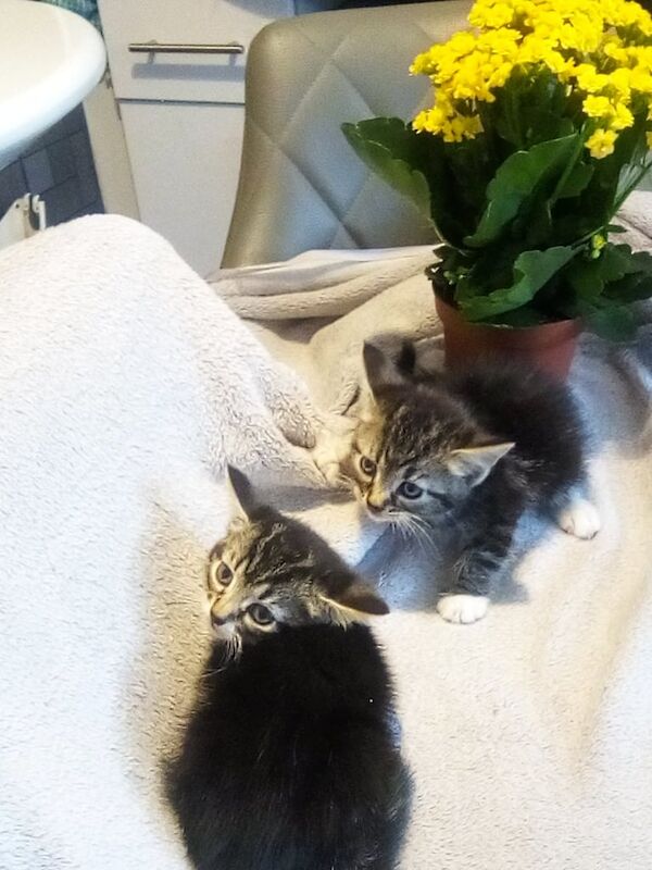 Ragdoll kittens for sale in Tilbury, Essex – 8 weeks old