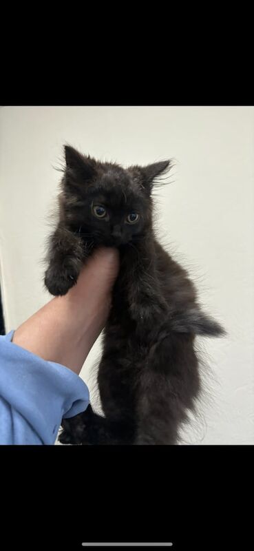 Ragdoll kittens for sale in Heywood, Greater Manchester – 3 months old