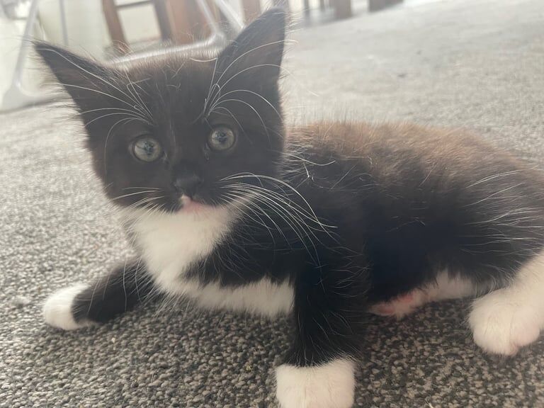 Ragdoll kittens for sale in Wallington, Greater London – 8 weeks old