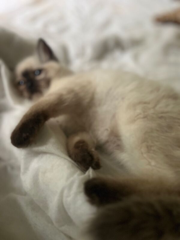 Last male ragdoll kitten for sale in Ashford, Kent
