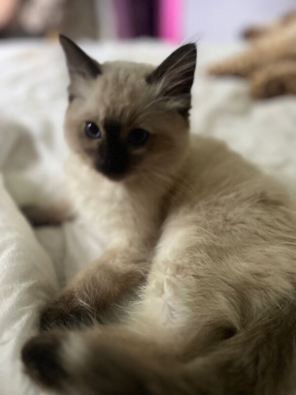 Last male ragdoll kitten for sale in Ashford, Kent | Image 2