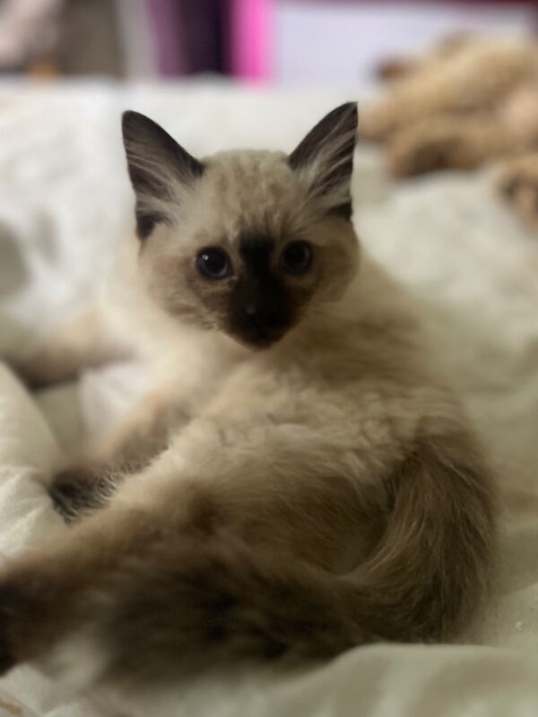 Last male ragdoll kitten for sale in Ashford, Kent - Image 3