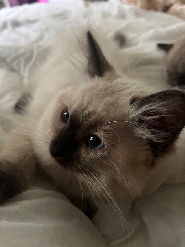 Last male ragdoll kitten for sale in Ashford, Kent - Image 4