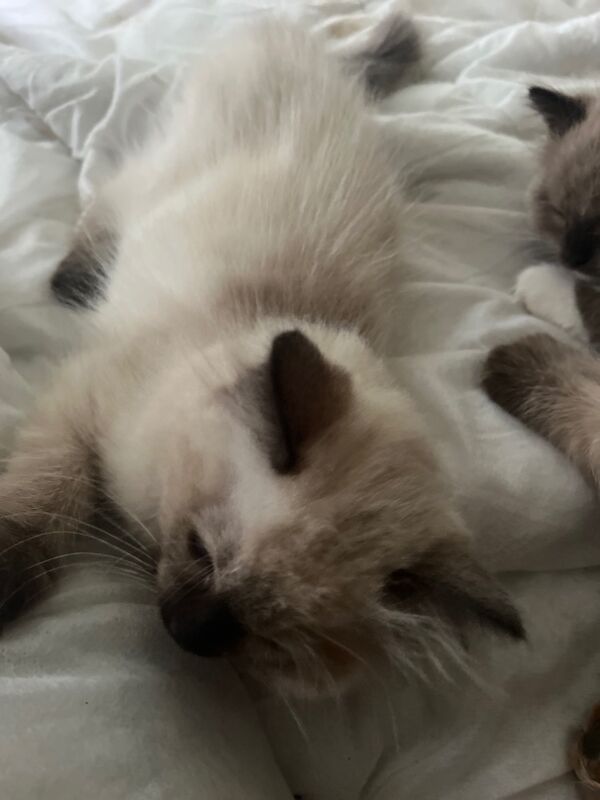 Last male ragdoll kitten for sale in Ashford, Kent - Image 5
