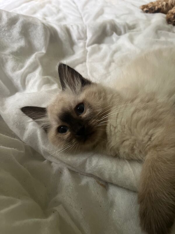 Last male ragdoll kitten for sale in Ashford, Kent - Image 6