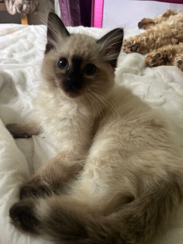 Last male ragdoll kitten for sale in Ashford, Kent - Image 7