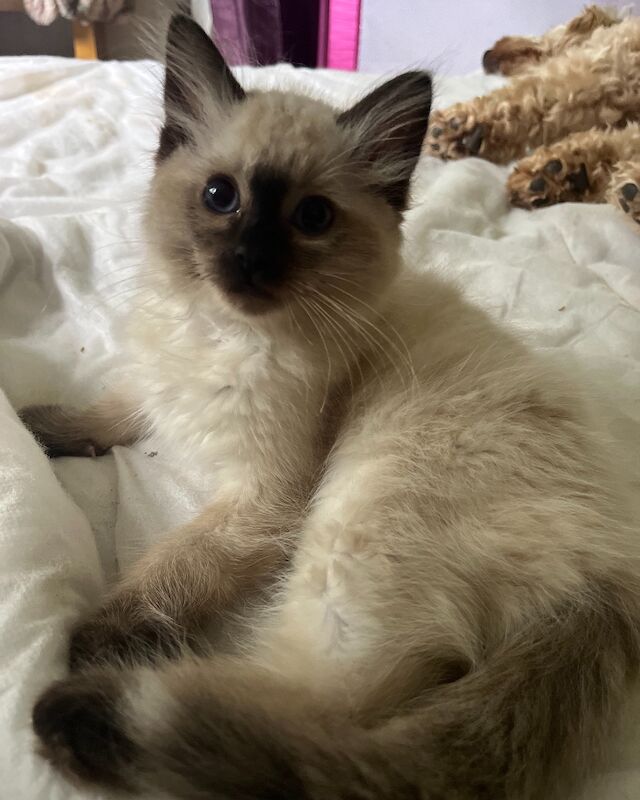 Last male ragdoll kitten for sale in Ashford, Kent - Image 8