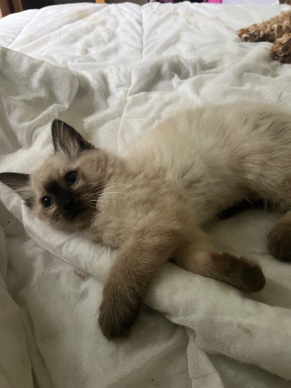 Last male ragdoll kitten for sale in Ashford, Kent - Image 9