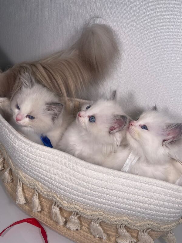 Ragdoll kittens for sale in Hillingdon, Greater London β 11 weeks old