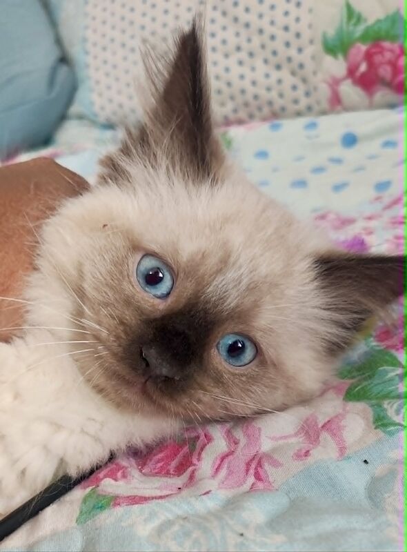 Last Stunning Ragdoll boy Looking for Forever Home