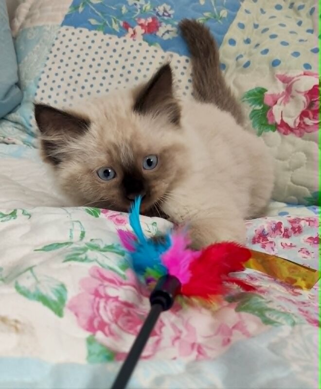 Last Stunning Ragdoll boy Looking for Forever Home - Image 2 of 7