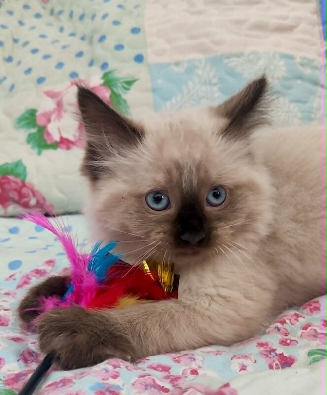 Last Stunning Ragdoll boy Looking for Forever Home - Image 4 of 7