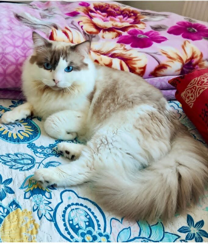 Last Stunning Ragdoll boy Looking for Forever Home - Image 5 of 7
