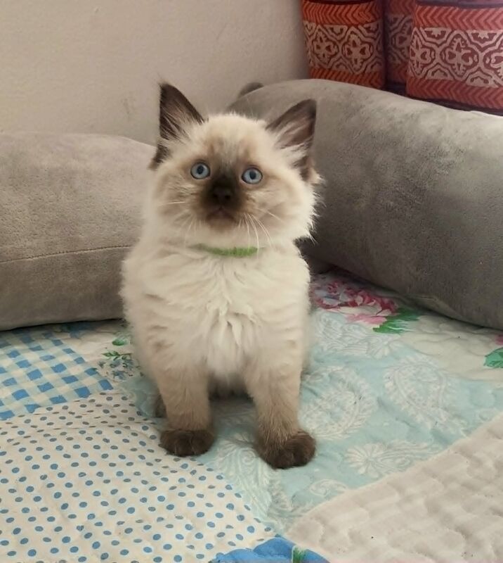 Last Stunning Ragdoll boy Looking for Forever Home - Image 7 of 7