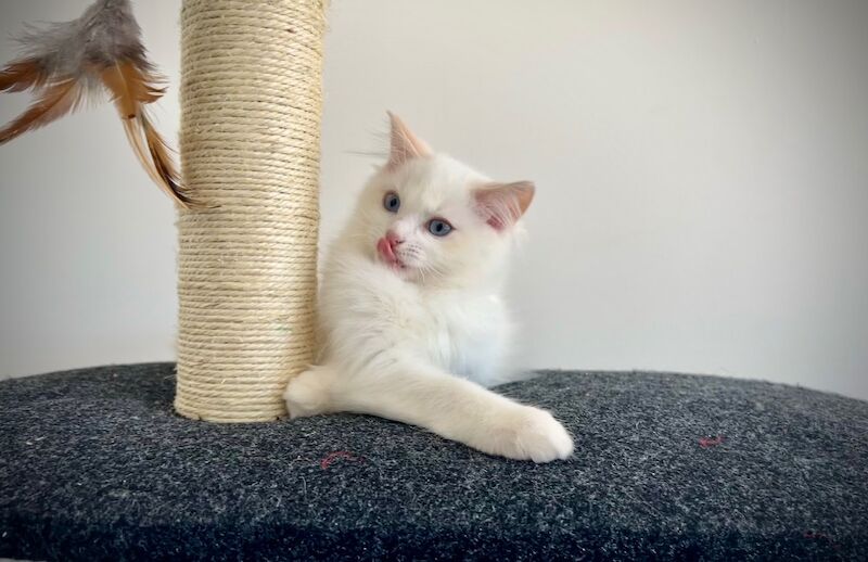 Last three ragdoll kittens left - Don’t miss out!