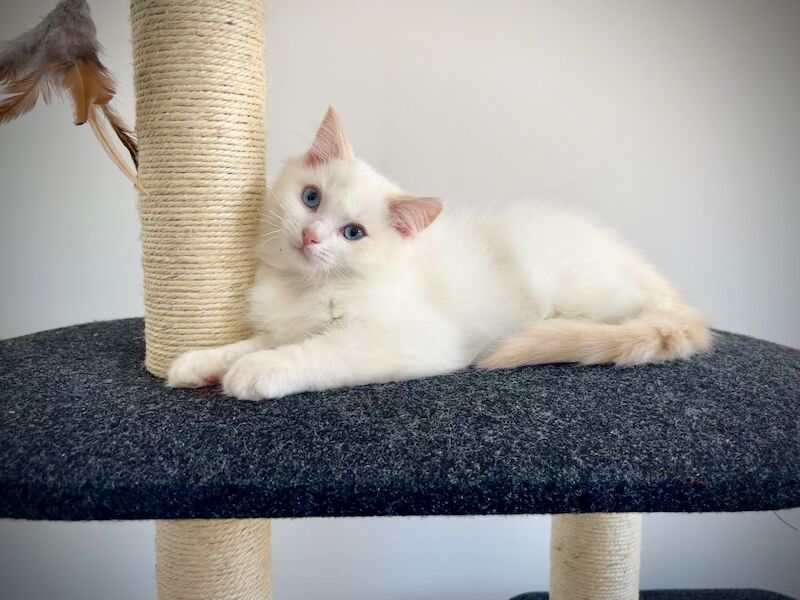 Last three ragdoll kittens left - Don’t miss out! - Image 2 of 15