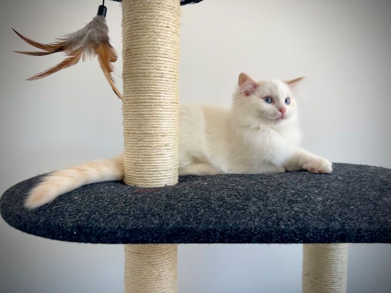 Last three ragdoll kittens left - Don’t miss out! - Image 3 of 15