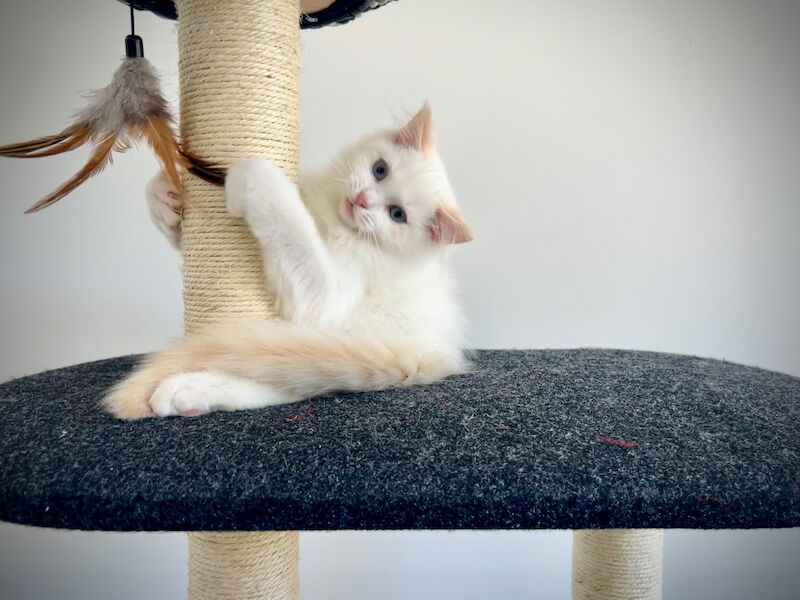 Last three ragdoll kittens left - Don’t miss out! - Image 4 of 15