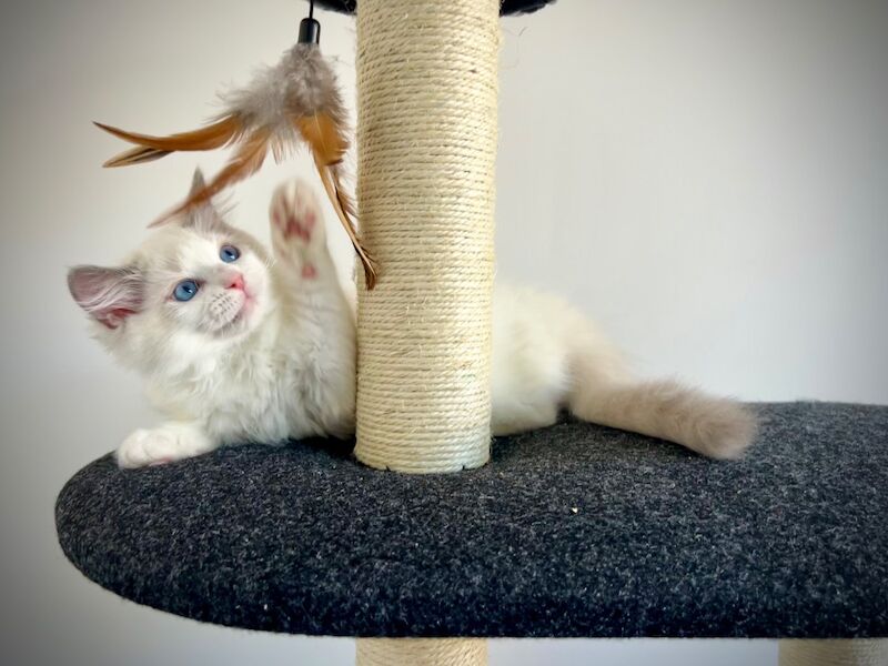 Last three ragdoll kittens left - Don’t miss out! - Image 7 of 15