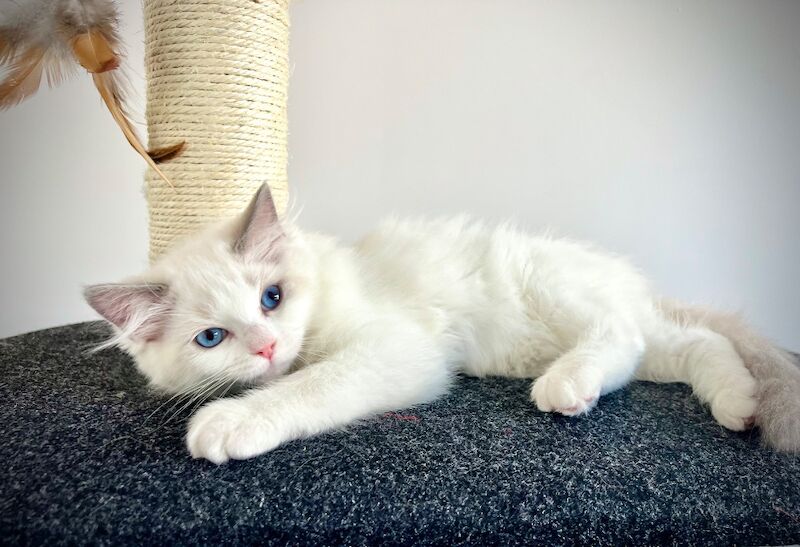 Last three ragdoll kittens left - Don’t miss out! - Image 9 of 15