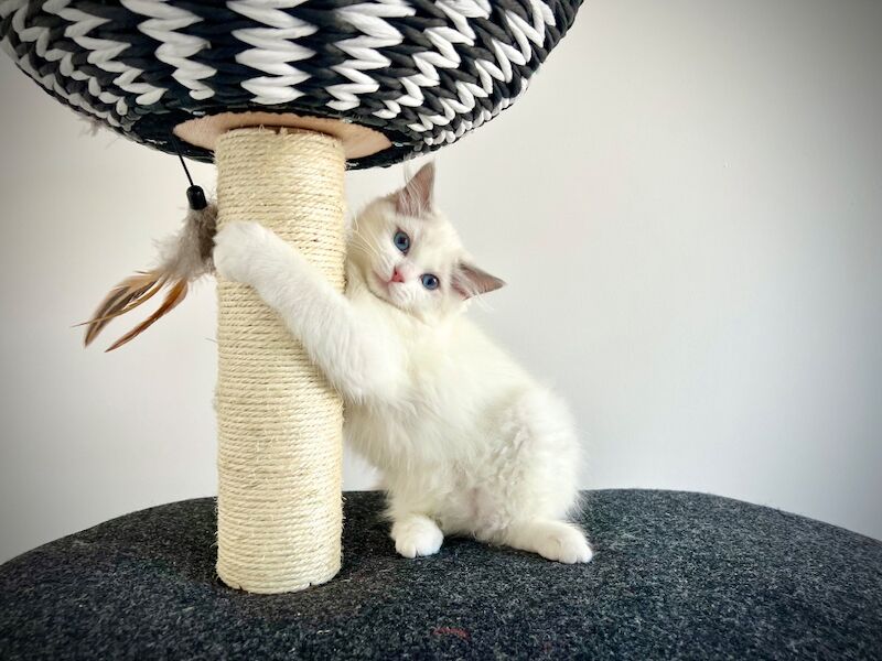 Last three ragdoll kittens left - Don’t miss out! - Image 10 of 15