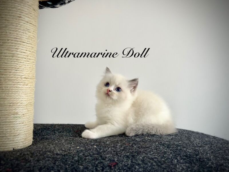 Last three ragdoll kittens left - Don’t miss out! - Image 11 of 15