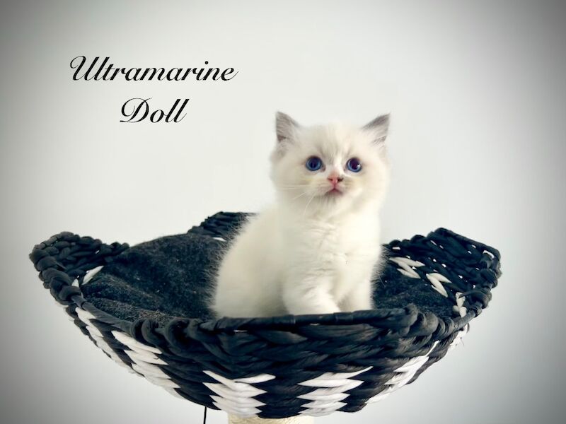 Last three ragdoll kittens left - Don’t miss out! - Image 12 of 15