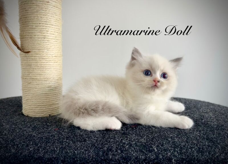 Last three ragdoll kittens left - Don’t miss out! - Image 13 of 15