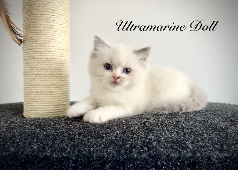 Last three ragdoll kittens left - Don’t miss out! - Image 14 of 15