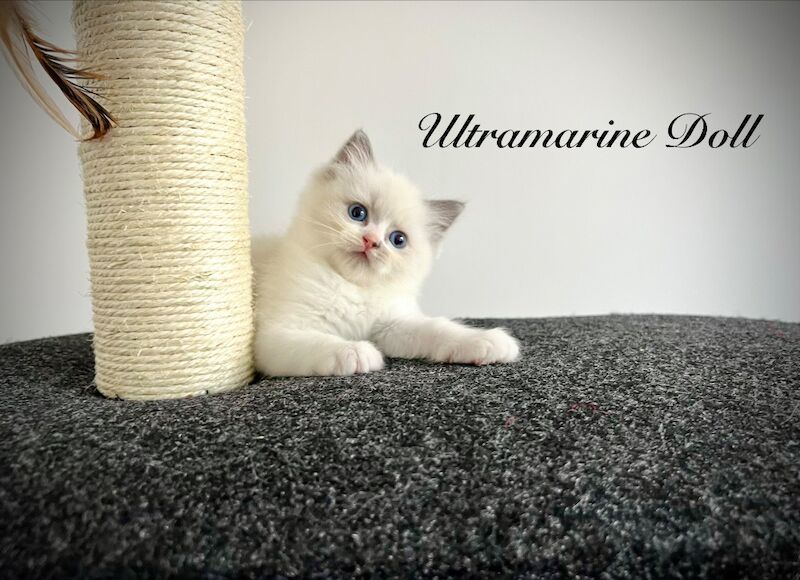 Last three ragdoll kittens left - Don’t miss out! - Image 15 of 15