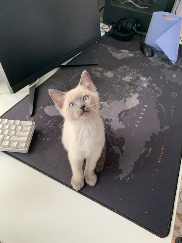 Ragdoll kittens for sale in Gorton, Greater Manchester โ 11 weeks old