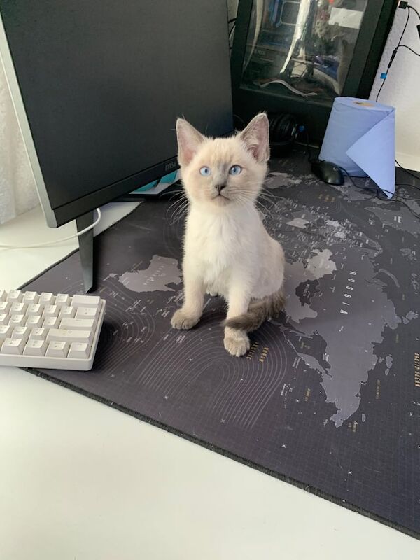 Ragdoll kittens for sale in Gorton, Greater Manchester – 11 weeks old - Image 2 of 3