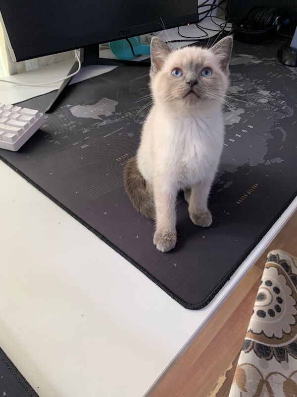 Ragdoll kittens for sale in Gorton, Greater Manchester – 11 weeks old - Image 3 of 3